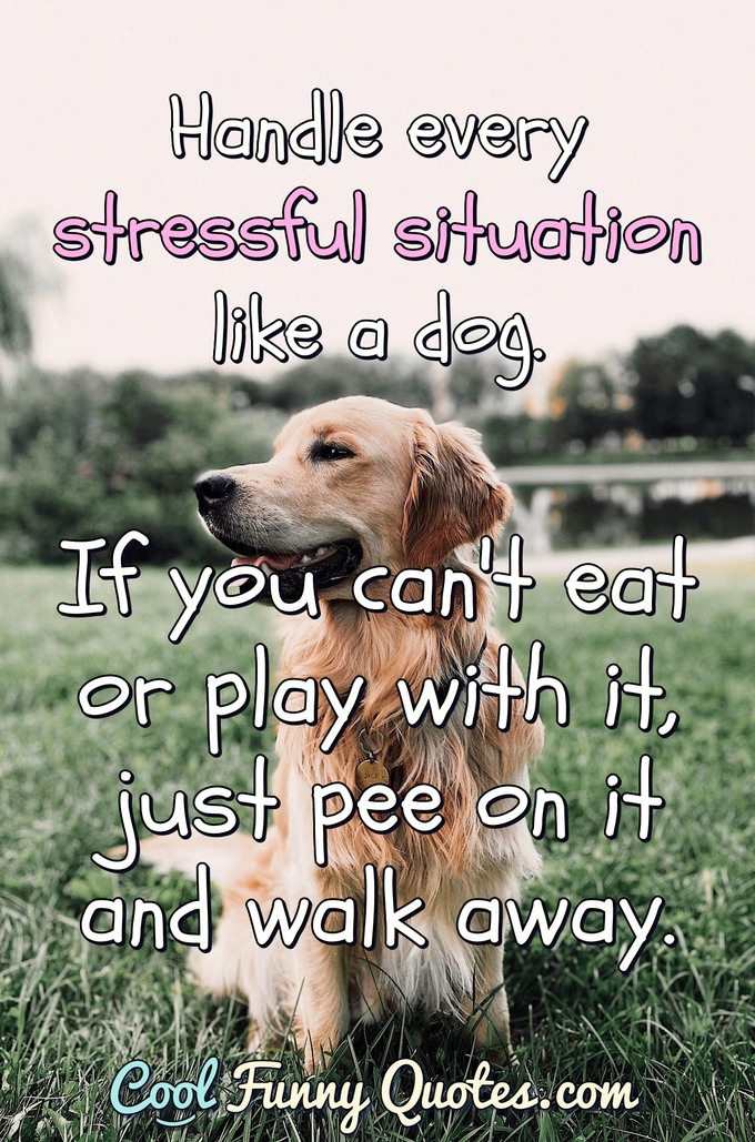 funny dog pictures with quotes