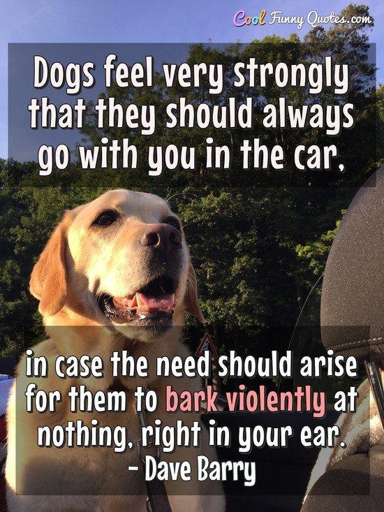 30 Funny Dog Quotes: Silly, Adoring, and All Too Real