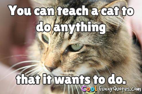funny cat pictures you can do it