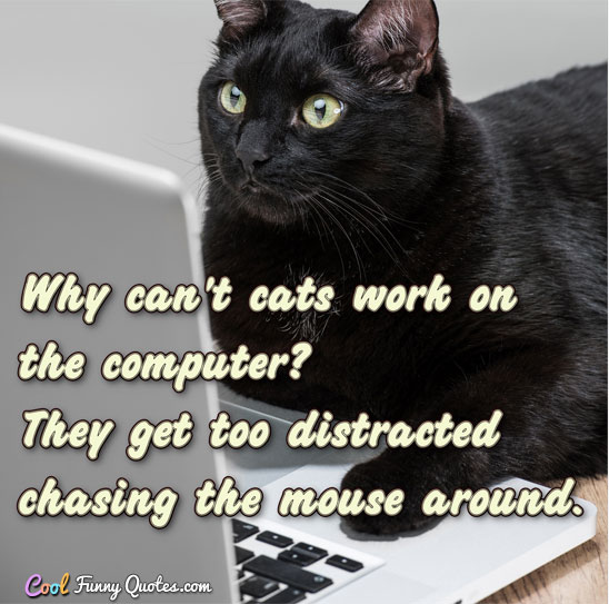 funny cat pictures with quotes about work